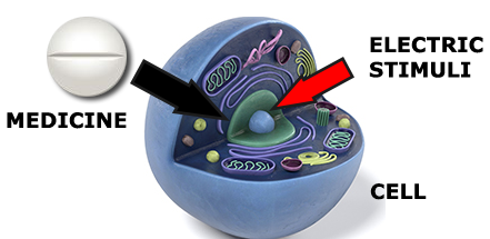 Figure 2 - Electrical stimuli can facilitate the penetration of drugs into a cell increasing their effectiveness.
