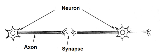    Figure 1 - The synapse
